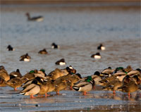 https://cdnfiles1.biolovision.net/www.ornitho.de/userfiles/infoblaetter/Anleitungen/Vogelmonitoring/WVZ/Wasservoegel-HGlader.jpg