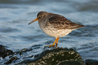 https://cdnfiles1.biolovision.net/www.ornitho.de/userfiles/infoblaetter/Anleitungen/Vogelmonitoring/WVZ/meerstrandlaeufer-ritzel.jpg
